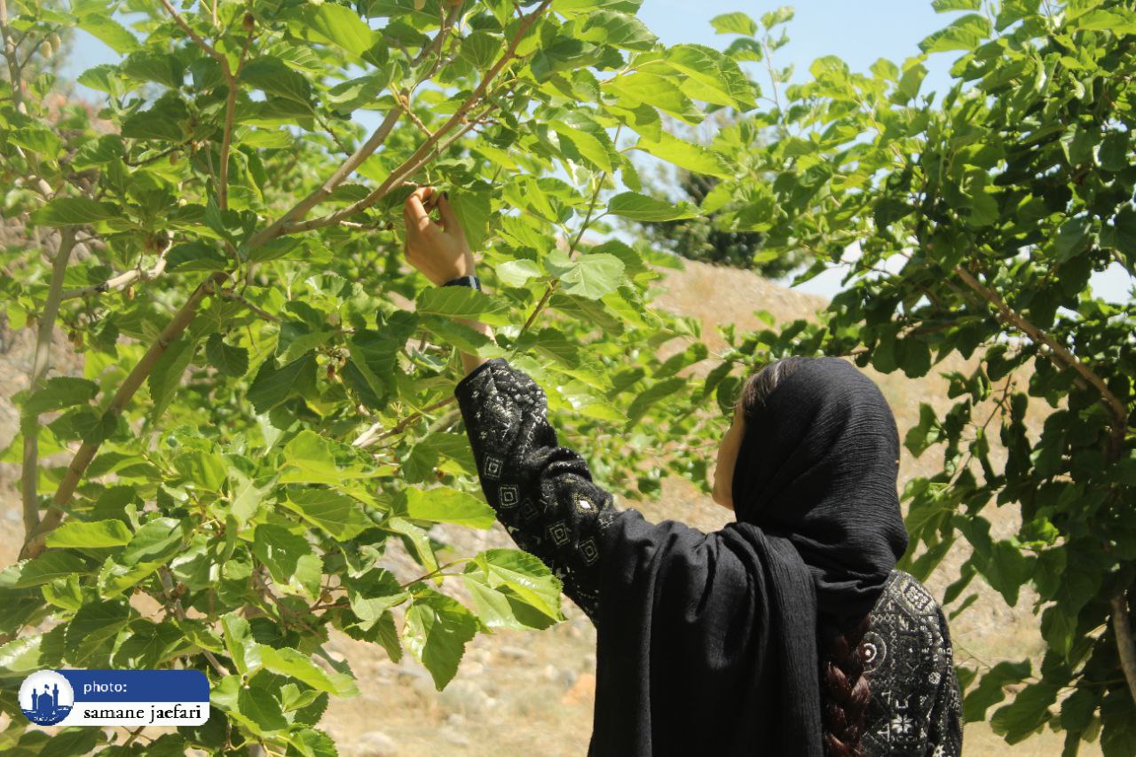 اولین جشنواره توت شاندیز برگزار شد