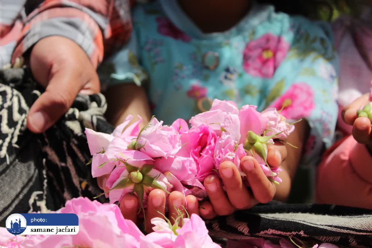 گلابگیری حکیم گلابگیری حکیم
