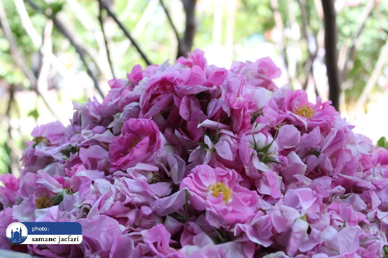 گلابگیری در قمصر خراسان