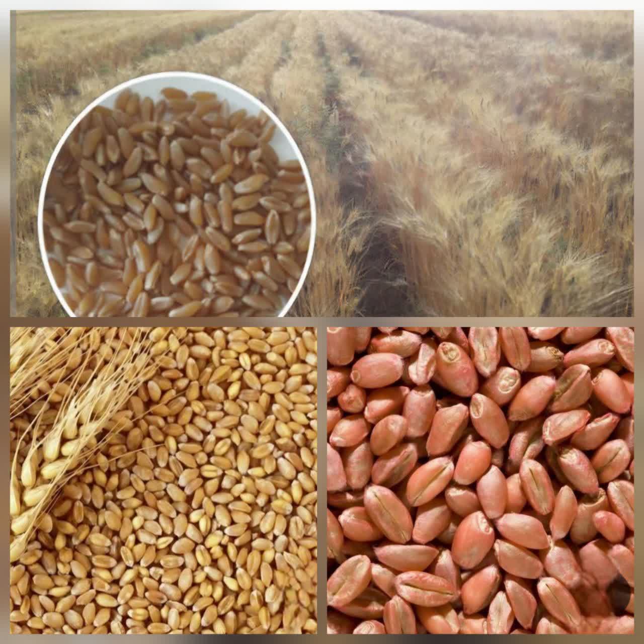جهاد کشاورزی جوین پیشرو در مسیر امنیت غذایی